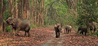 Best and Cheap Jim Corbett Tour Packages | Local Travel Agent in Jim Corbett | Travel Hed
